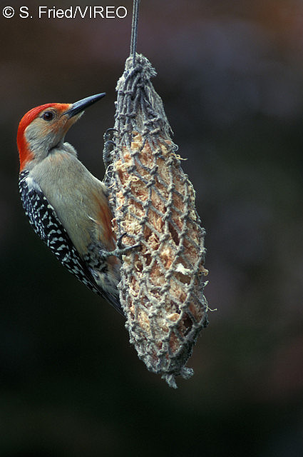 Red-bellied Woodpecker